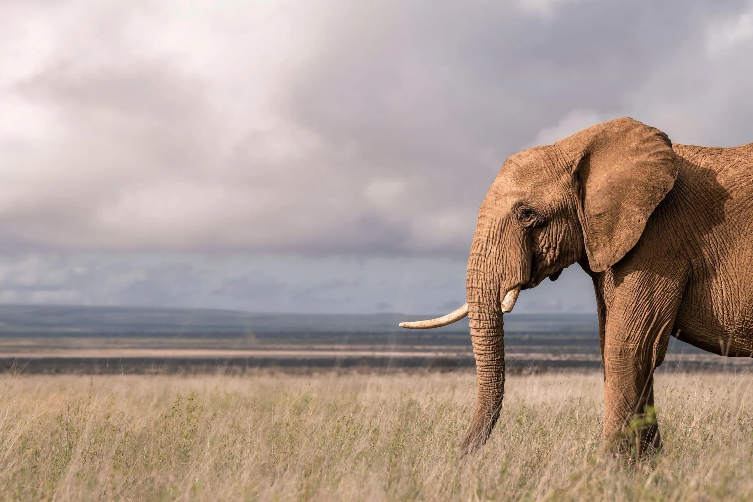 Elephant at right edge of frame on open grassland under big cloudy sky
