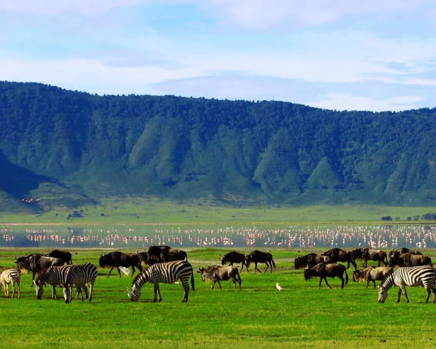 Wildebeest and zebra grazing below the crater wall