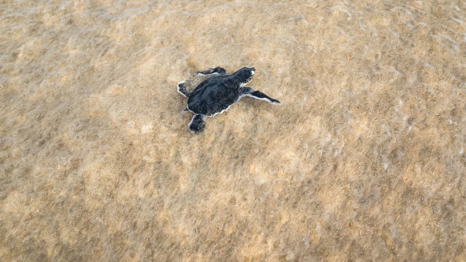 Sea turtle hatchling swimming over pale sand from above