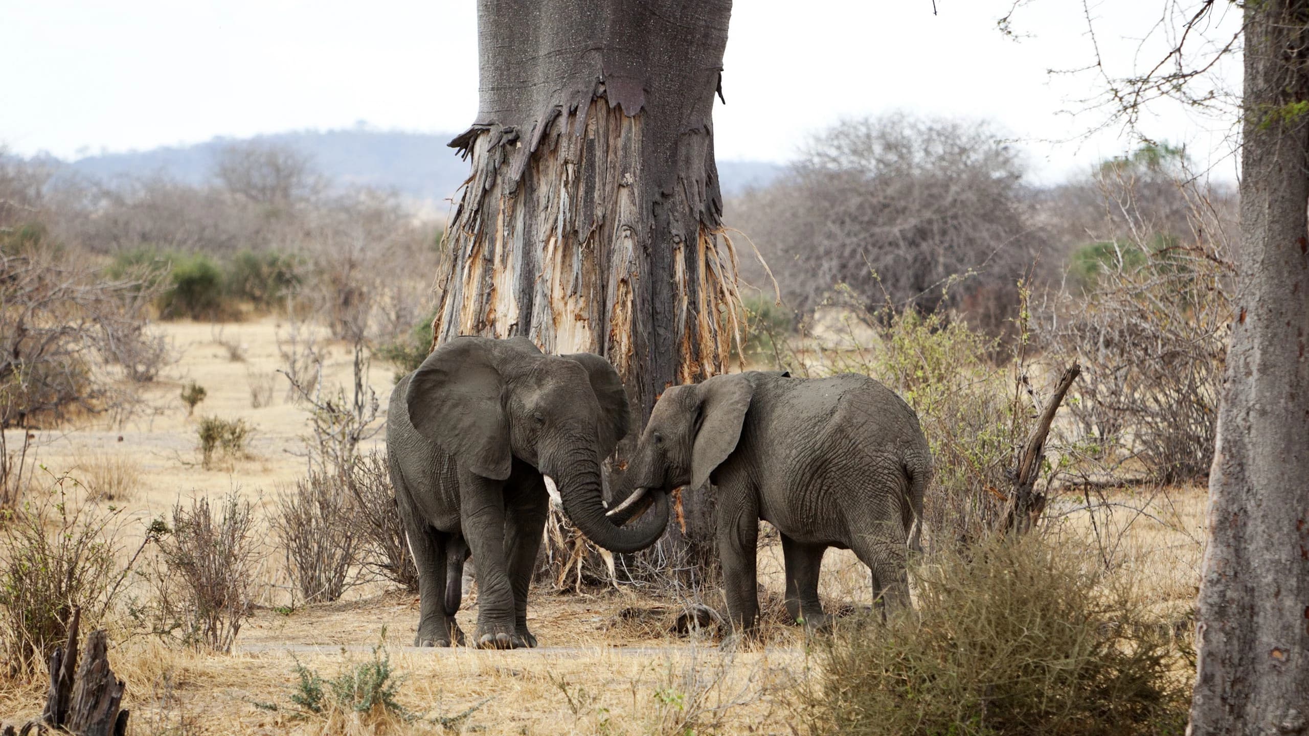 Two young elephants touching trunks beside a baobab