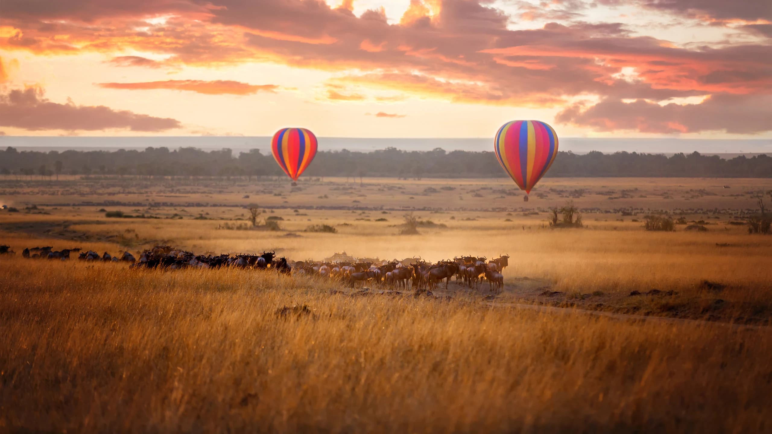 Two hot air balloons over a wildebeest herd at sunrise