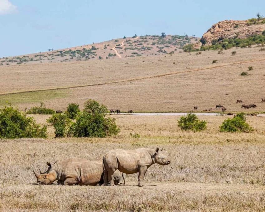Two rhinos, one lying, in dry grassland with hills behind