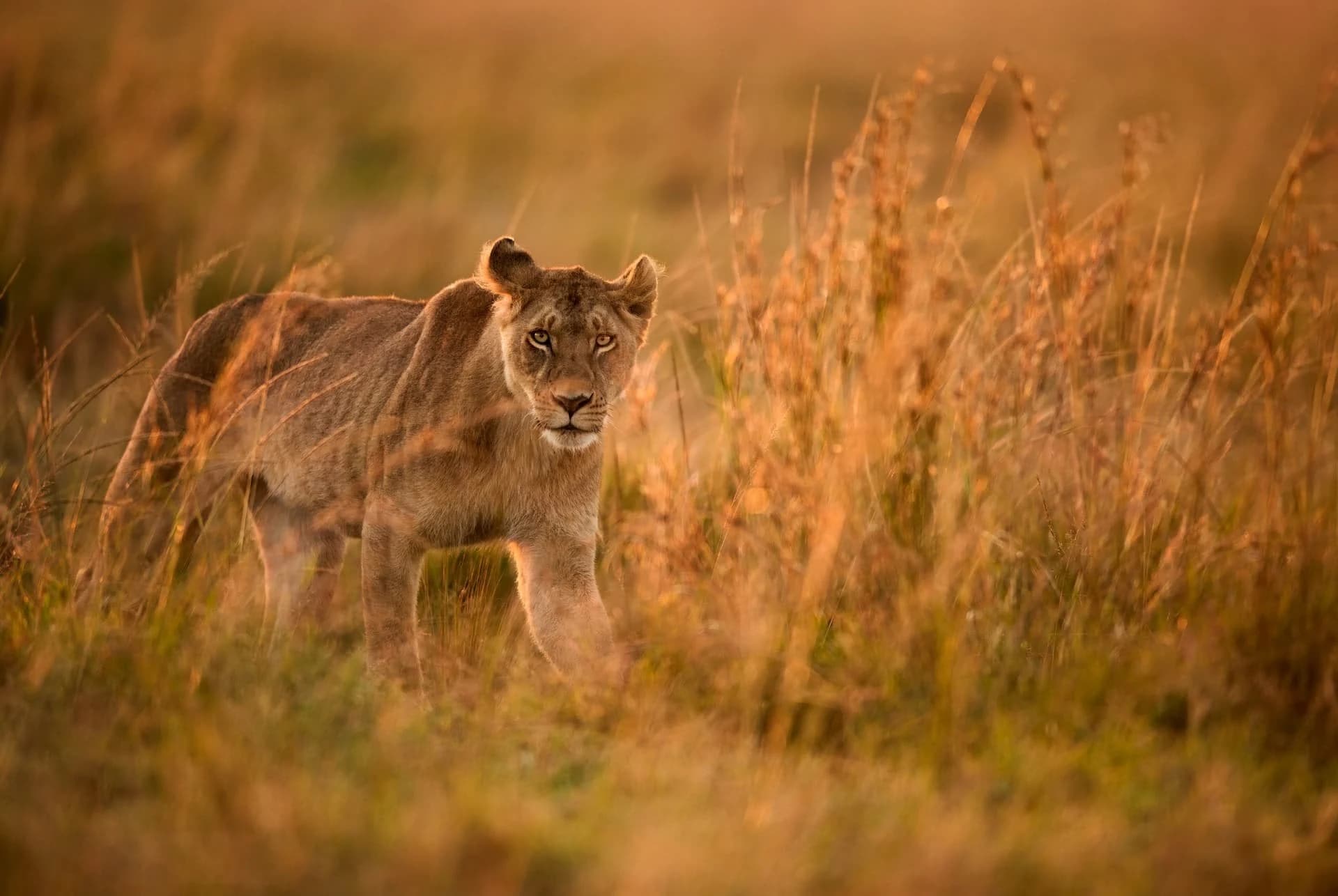 Lioness walking toward camera in warm backlit golden grass