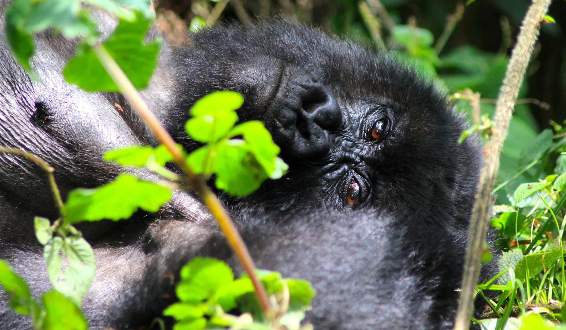 Gorilla family close up with bright green leaves in foreground