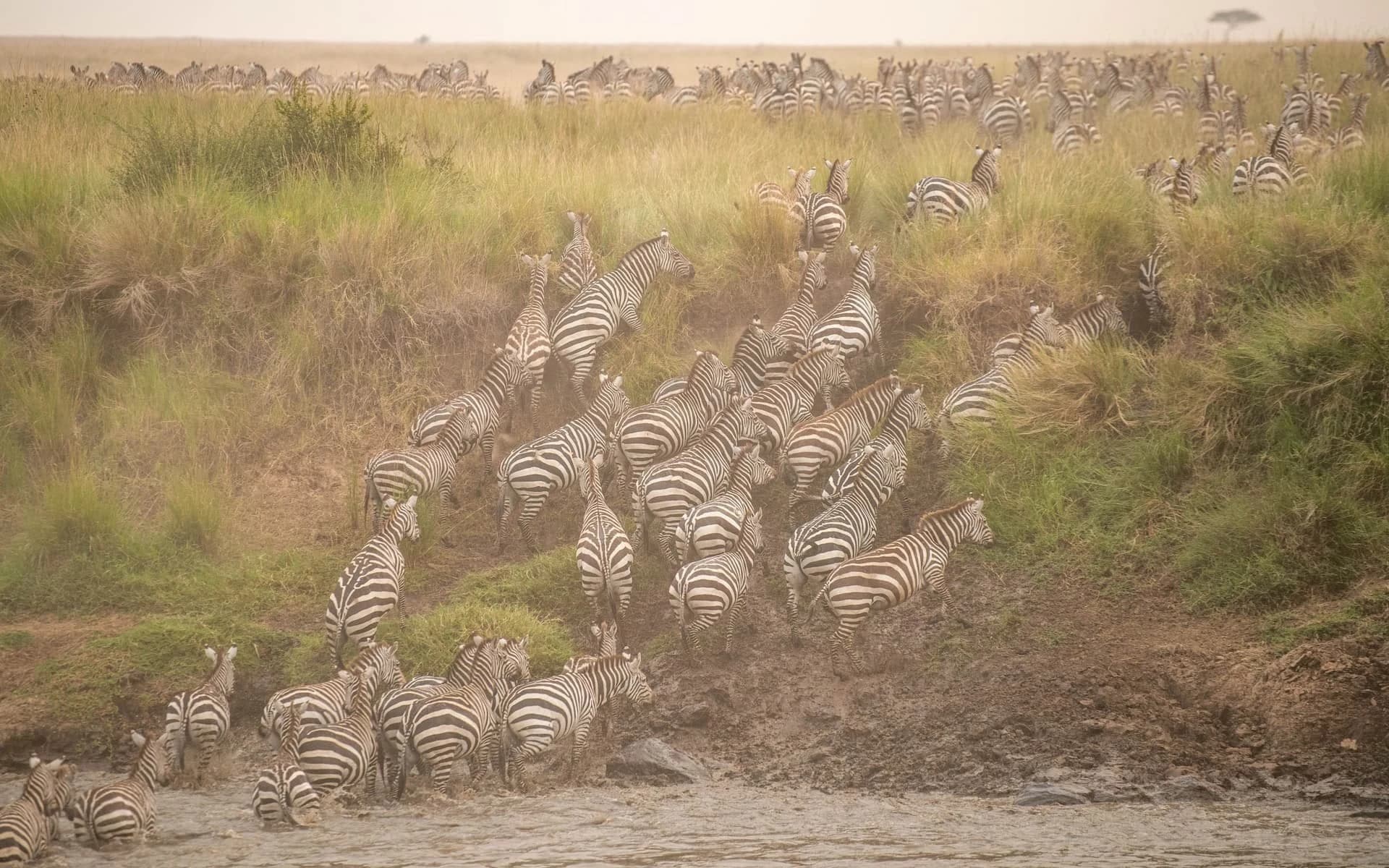 Many zebras crossing a dusty slope of a river bank