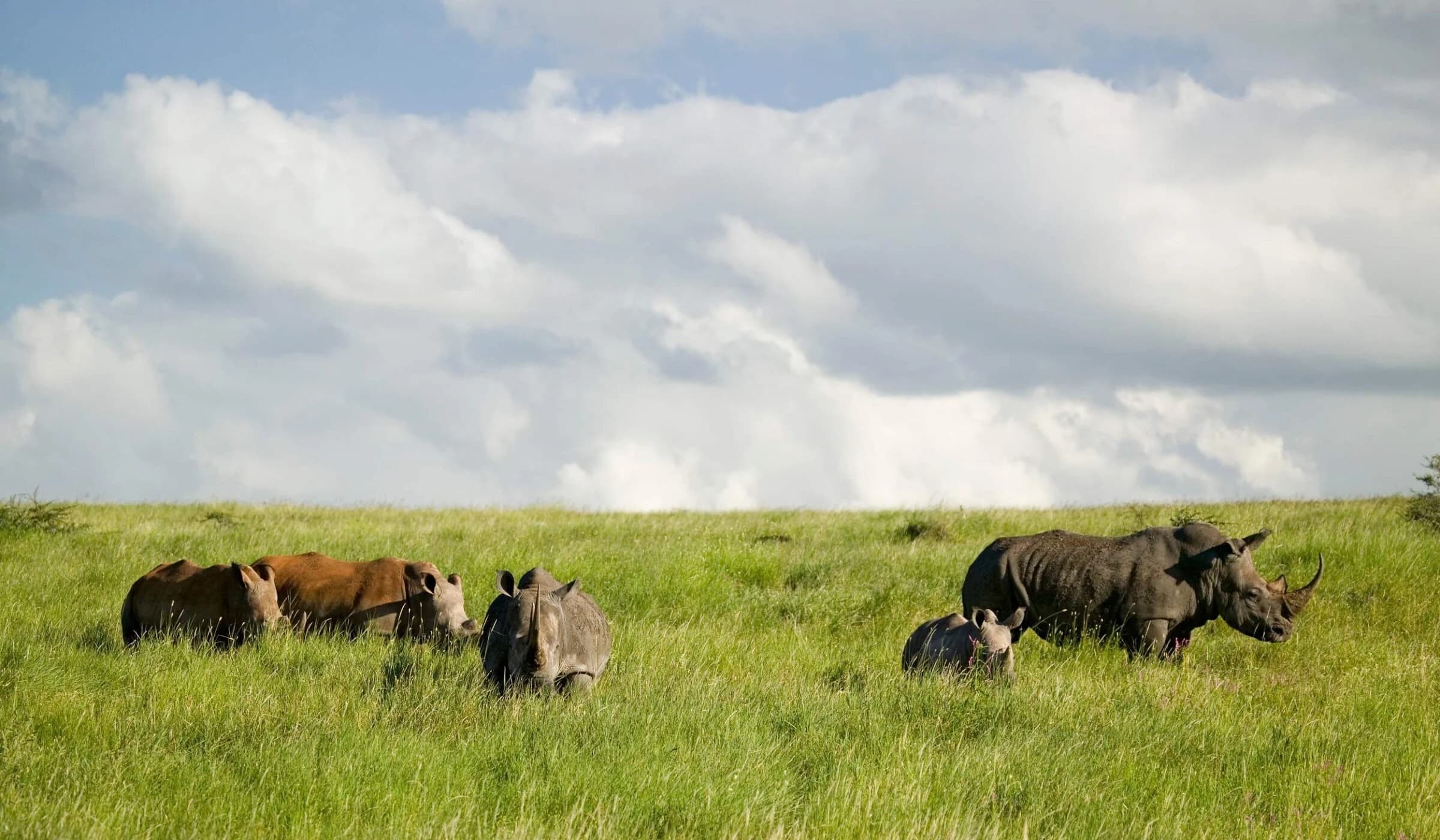 Group of rhinos grazing on green plain under big clouds