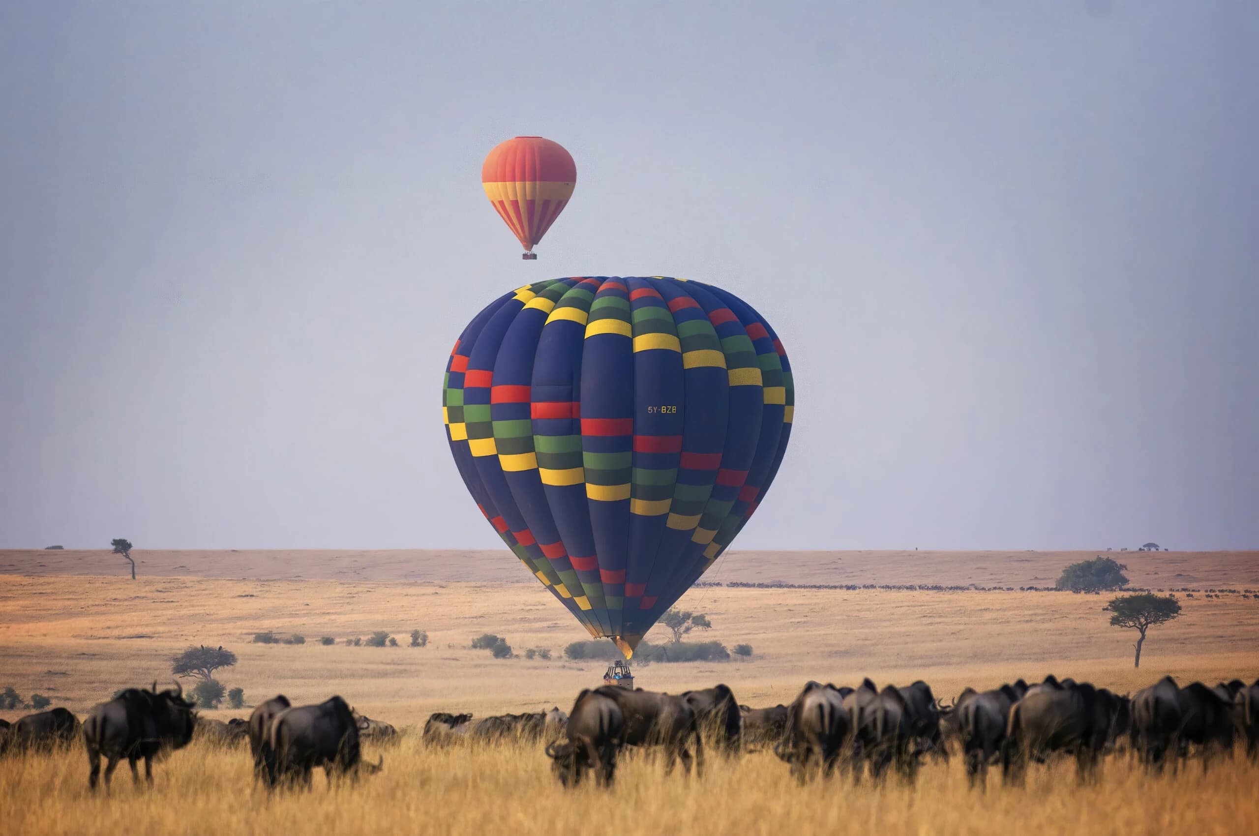 Large balloon above wildebeest herd on plain at sunrise