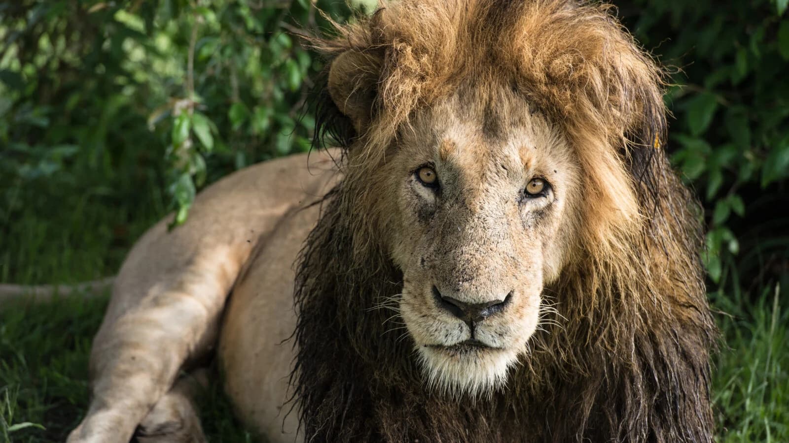 Male lion lying down looking at camera, thick mane