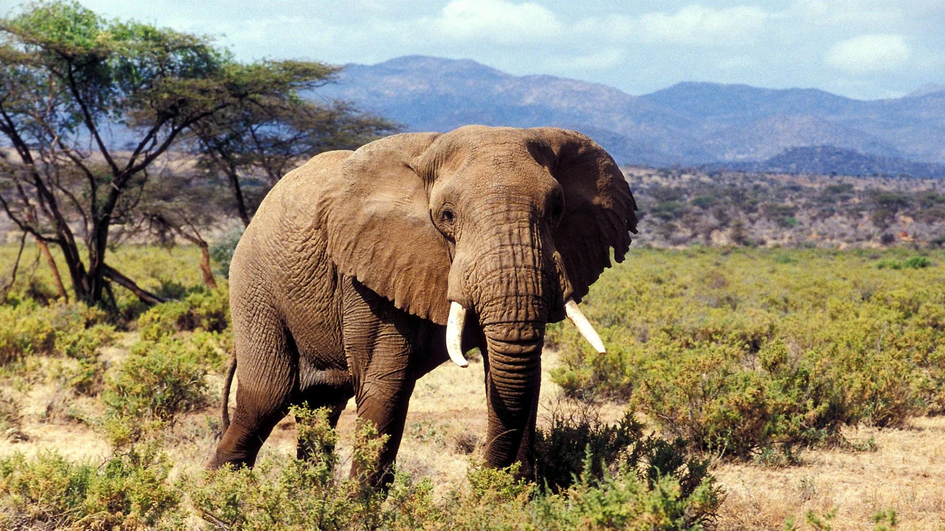 Bull elephant in dry scrub with mountains behind