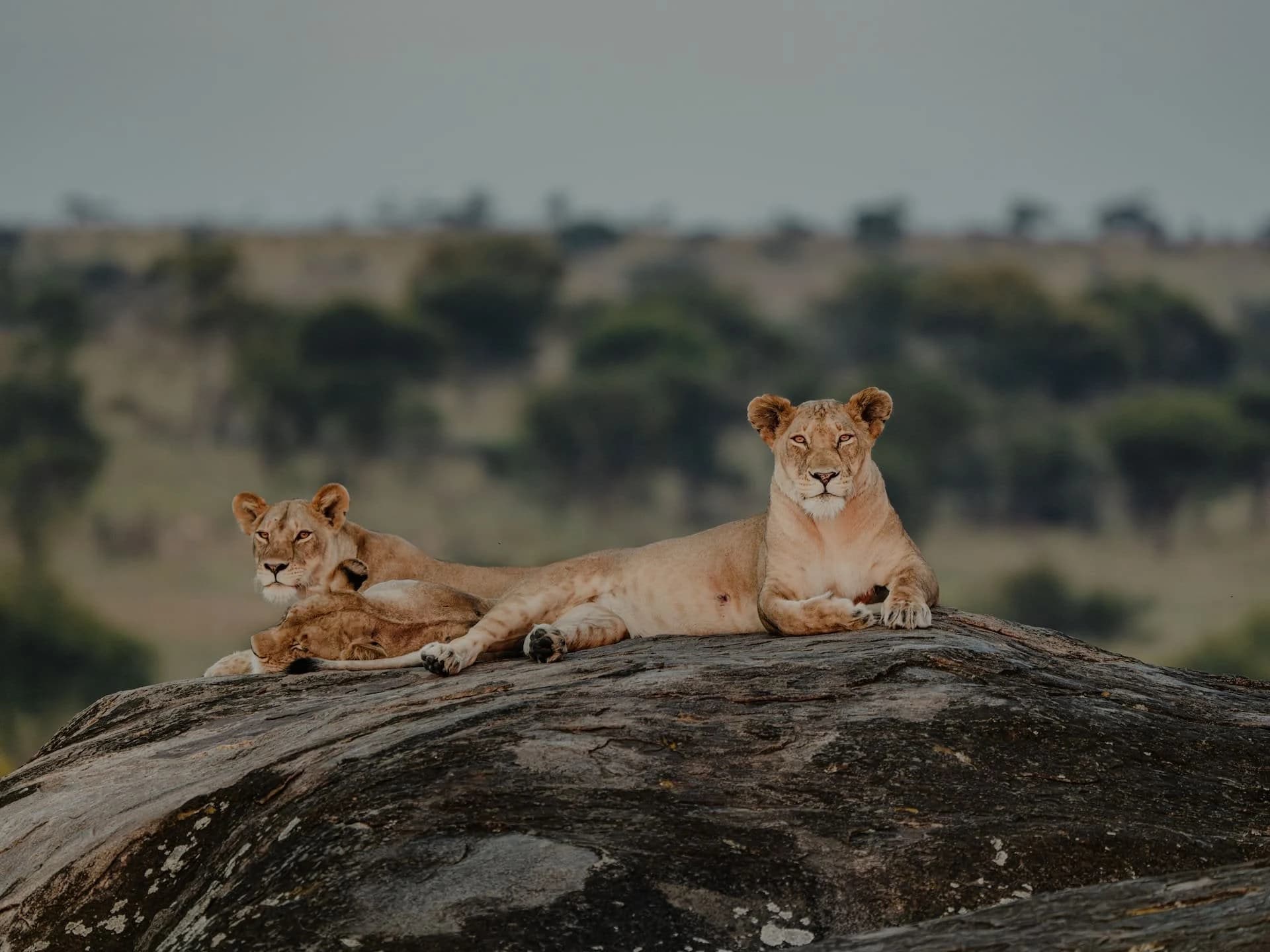 Lionesses sunning on a rocky outcrop, trees behind