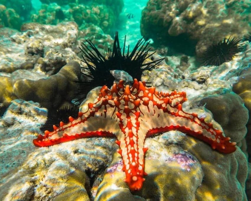 Red knobbed sea star and black sea urchin on coral