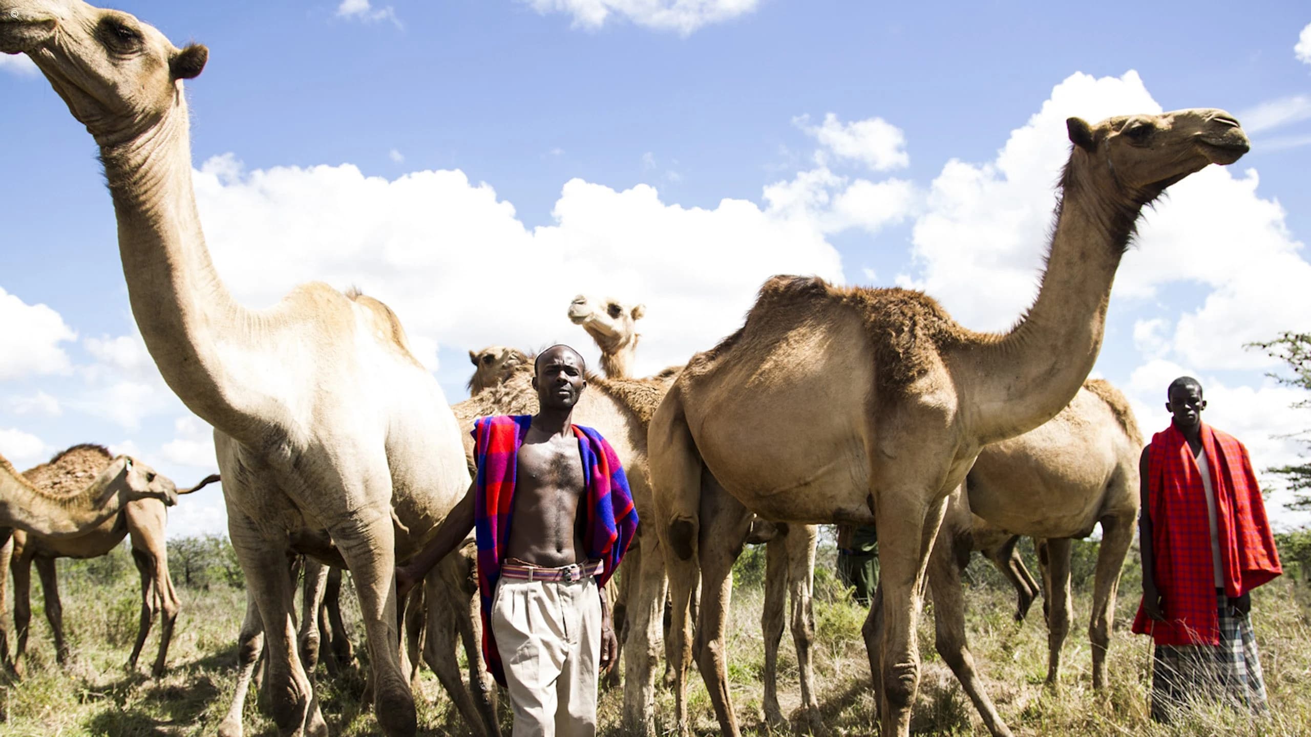 Camels with Samburu or Maasai men in red and beaded cloth