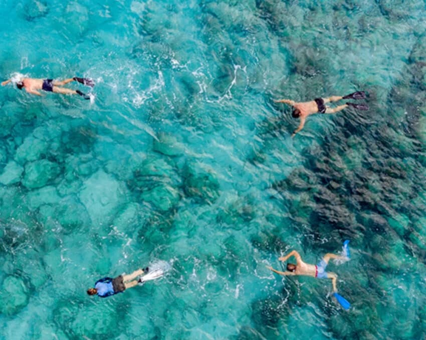 Four snorkellers floating face down over a shallow coral reef, seen from above
