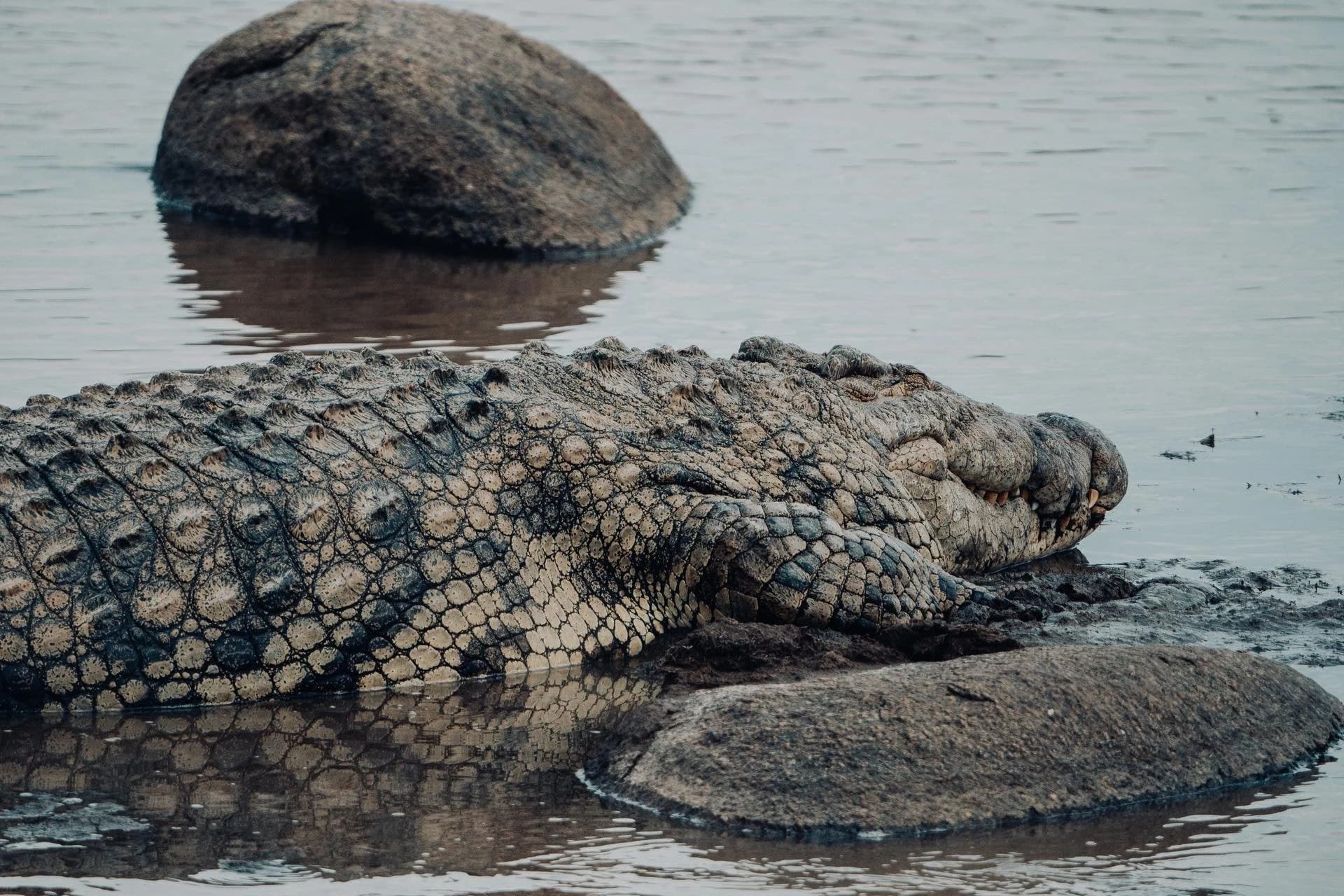 Nile crocodile resting in shallow water beside rocks
