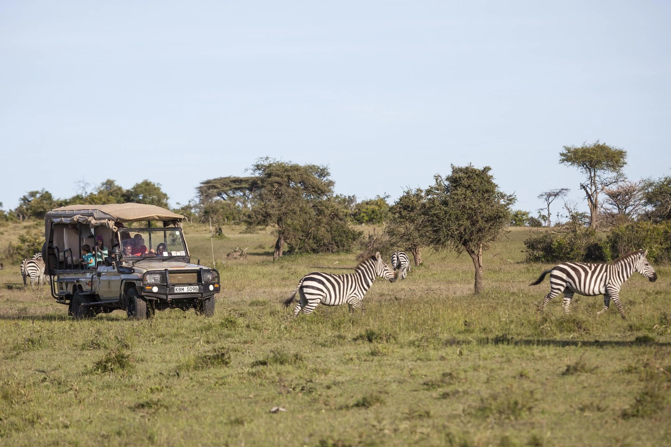 Temporary image: open safari vehicle with zebras on a grass plain