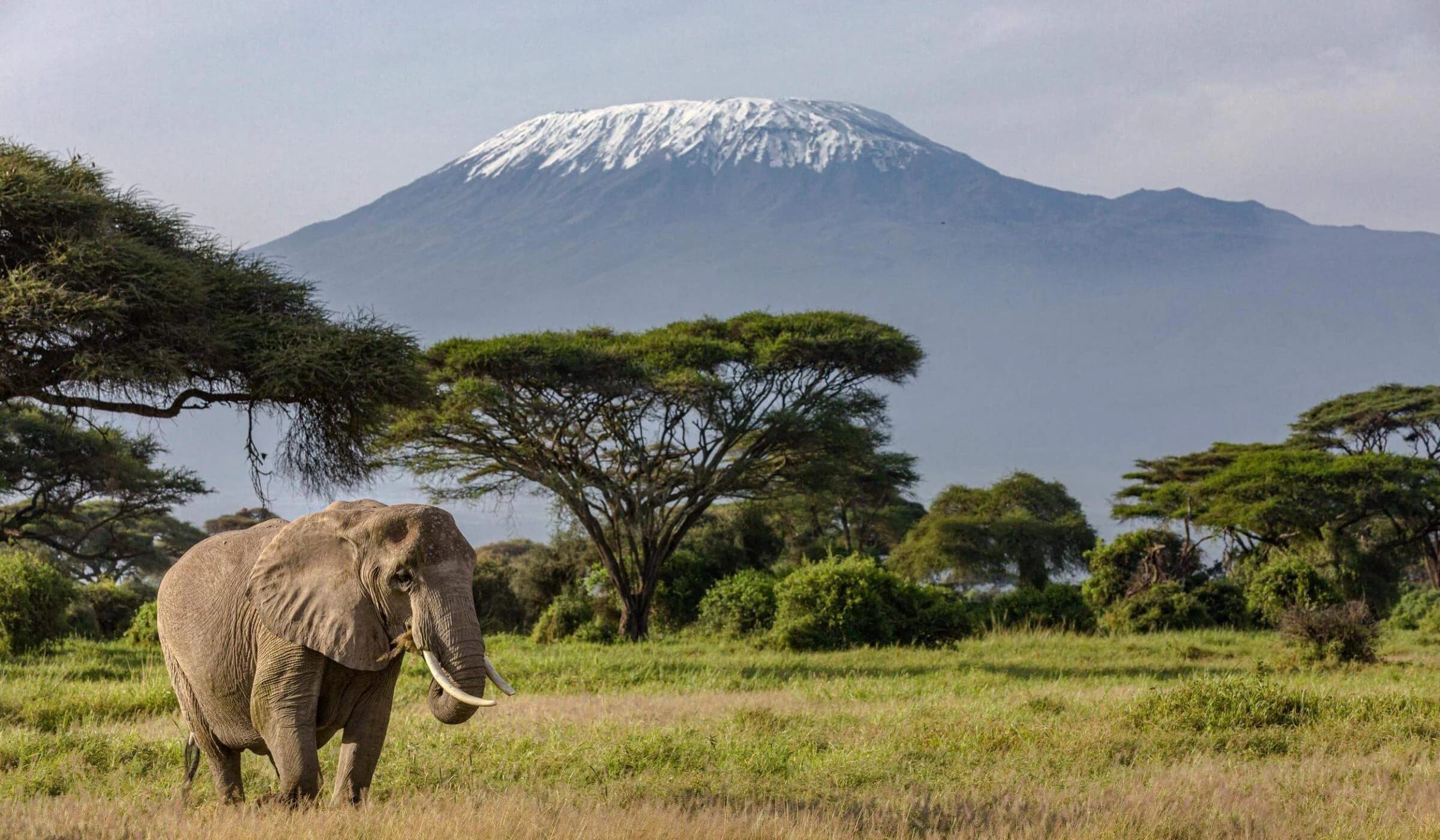 Elephant on grassy plain before snow capped Kilimanjaro