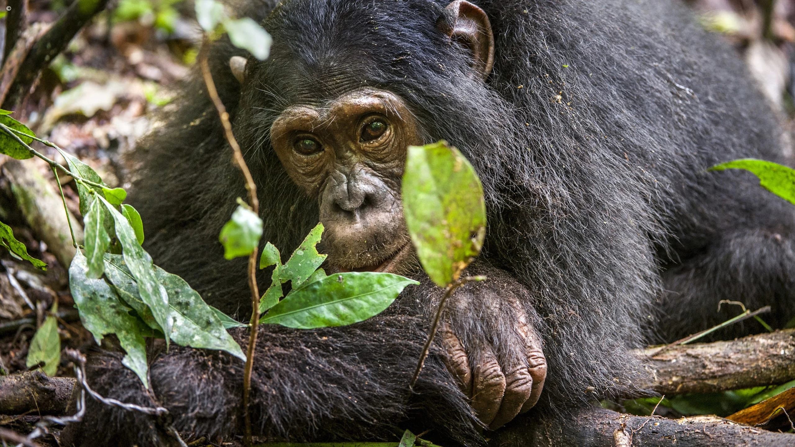 Chimpanzee lying on forest floor with a leaf, looking at camera