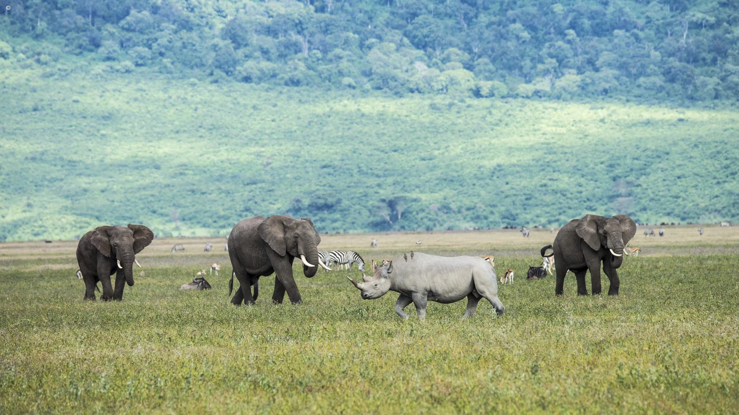 Rhino with elephants and zebra on the crater grass