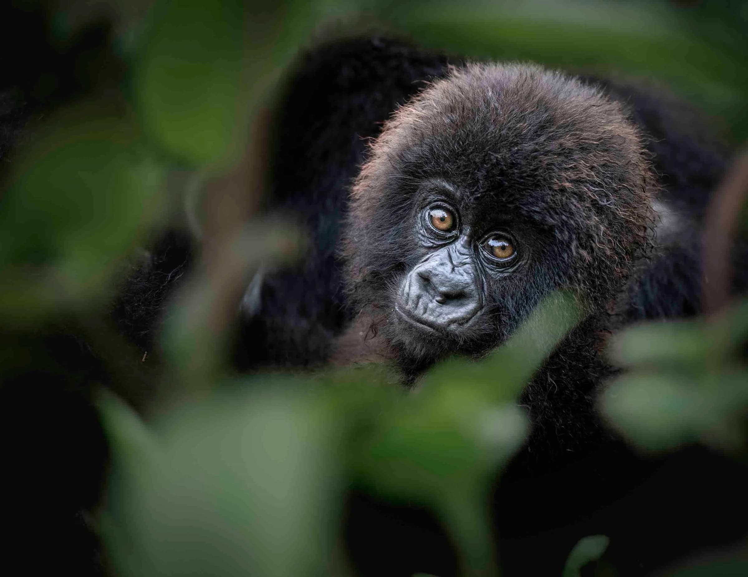Young gorilla with amber eyes peering through leaves