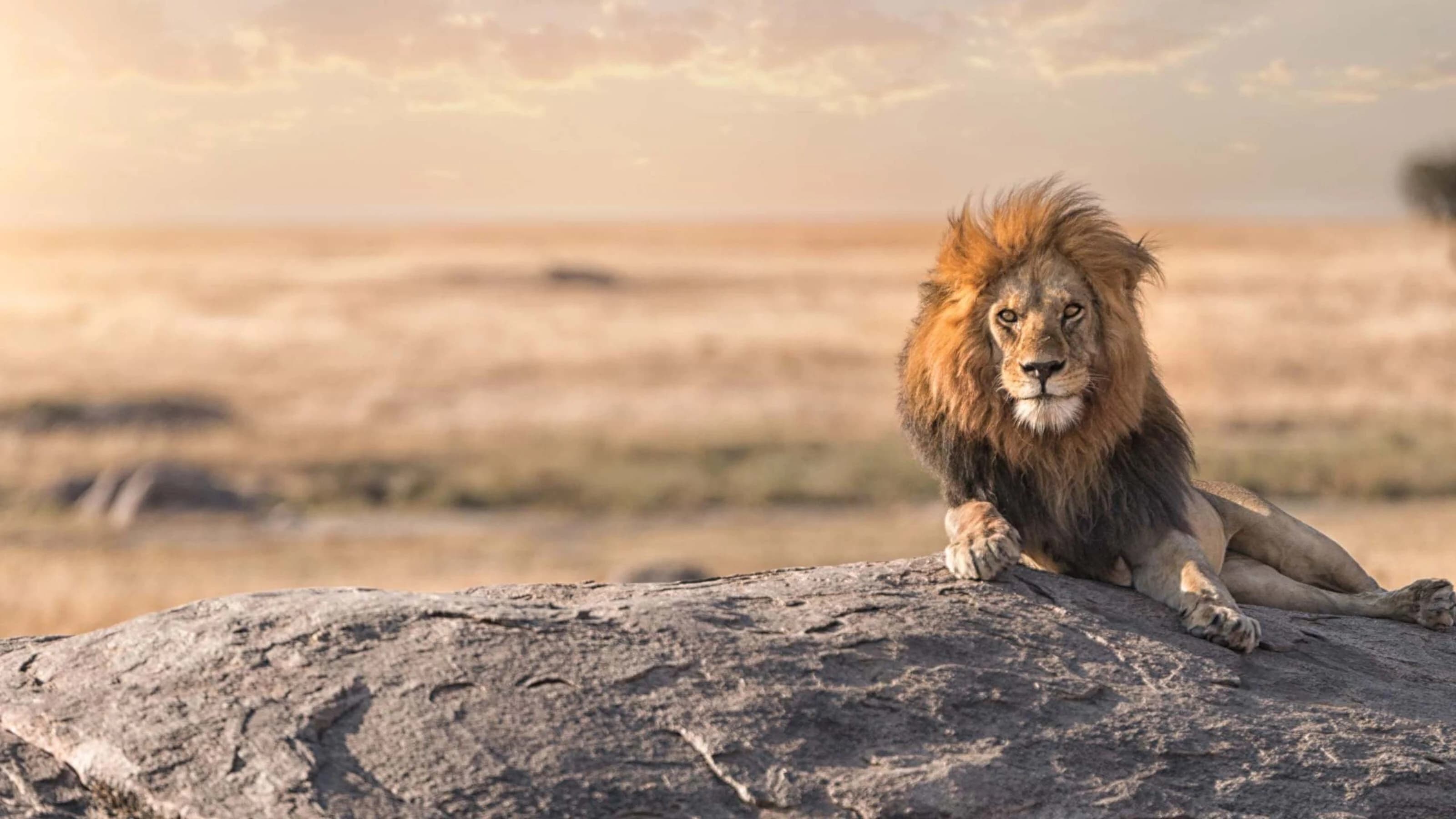 Male lion lying on a rock at sunset over open plain