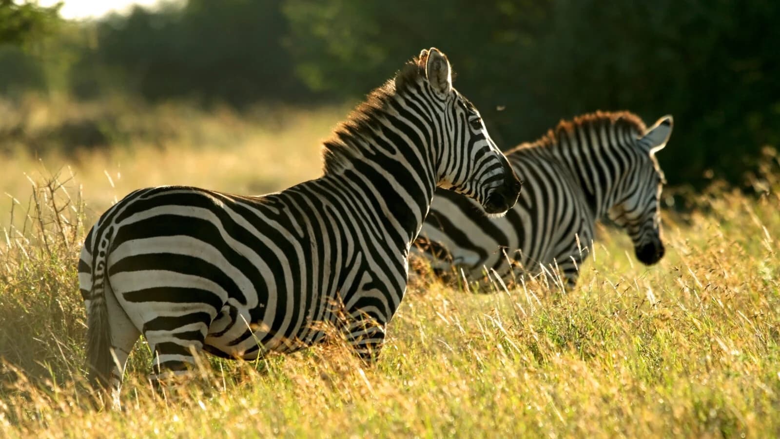 Two plains zebras in backlit golden grass