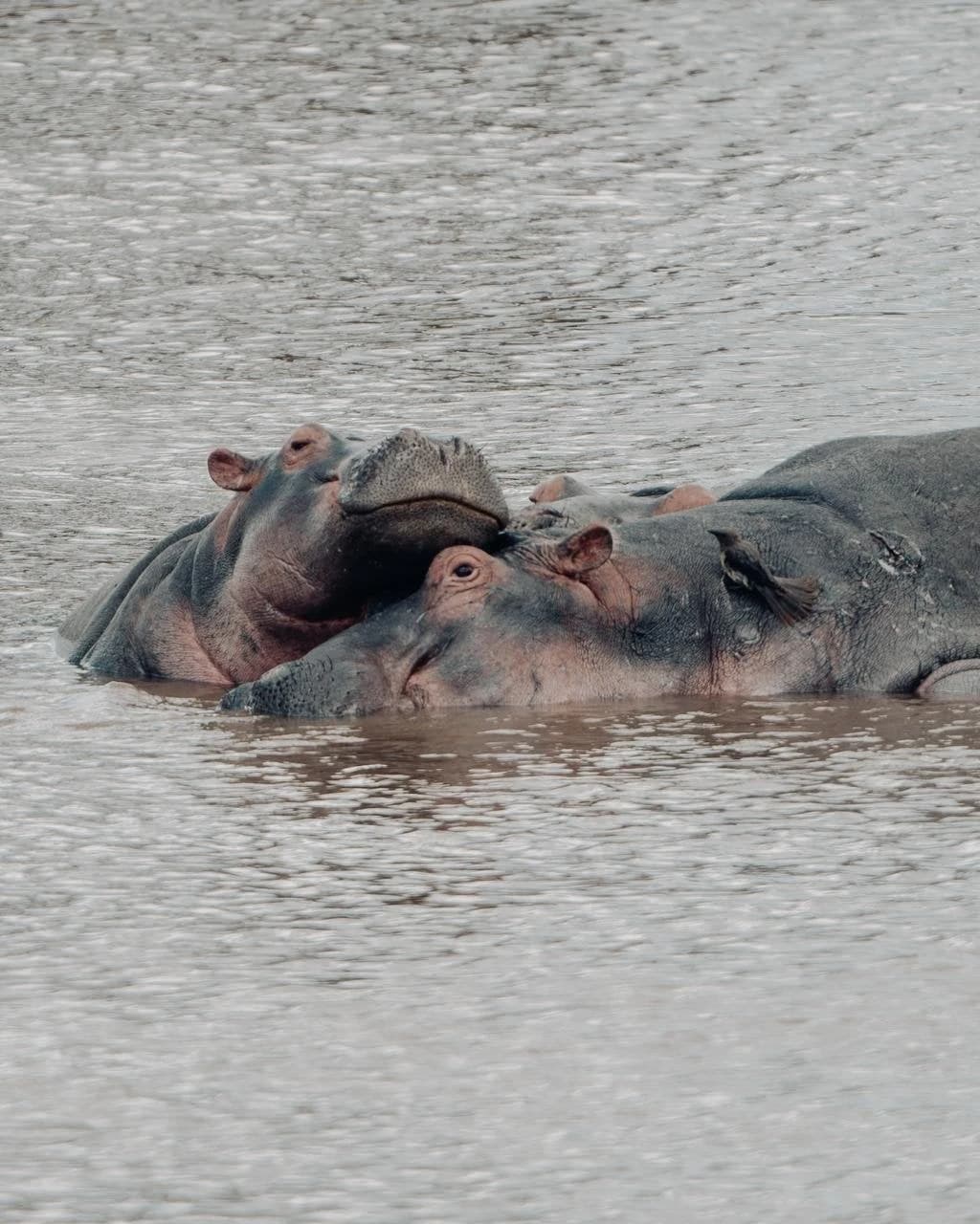 Two hippos resting together in grey river water