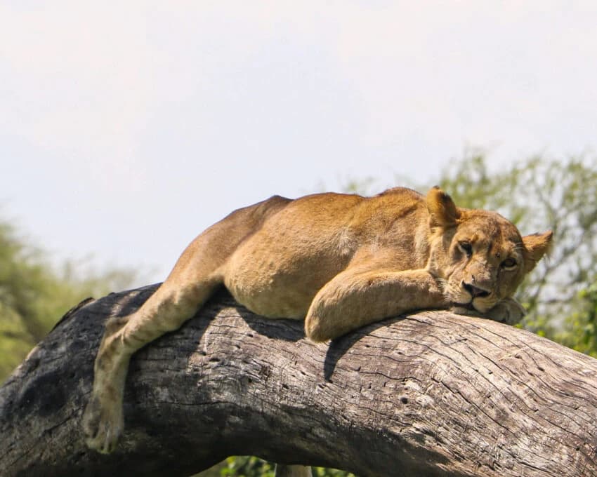 Lioness resting on a fallen log against soft green bush