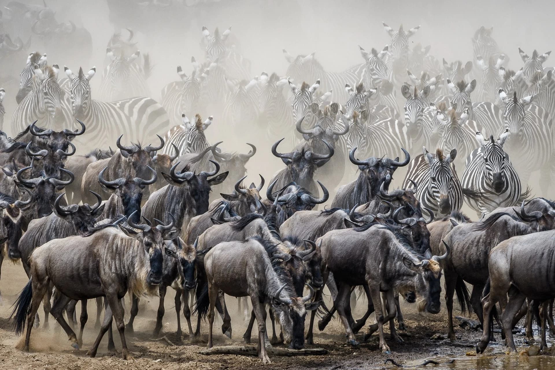 Dusty crush of wildebeest and zebra at a river crossing
