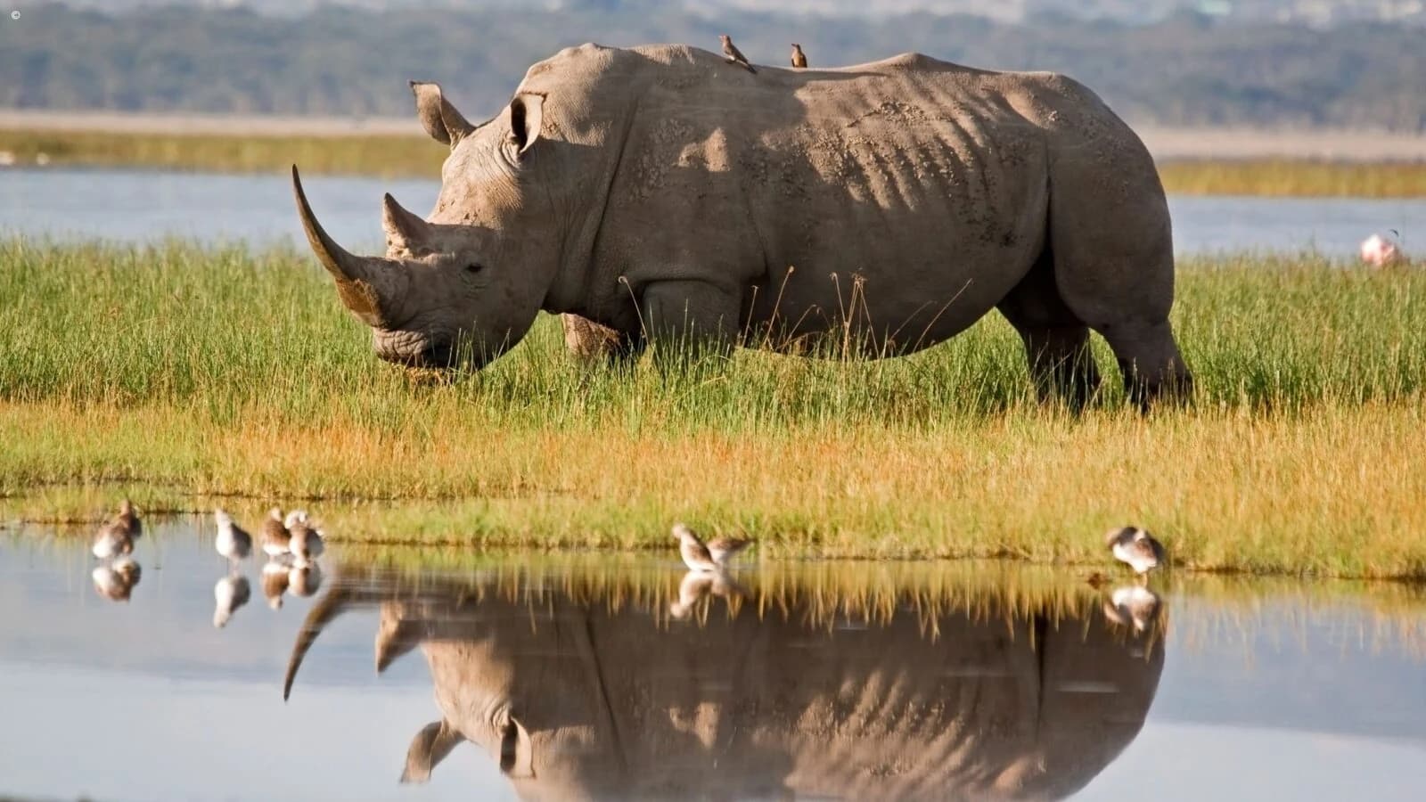 White rhino grazing beside a lake with clear reflection