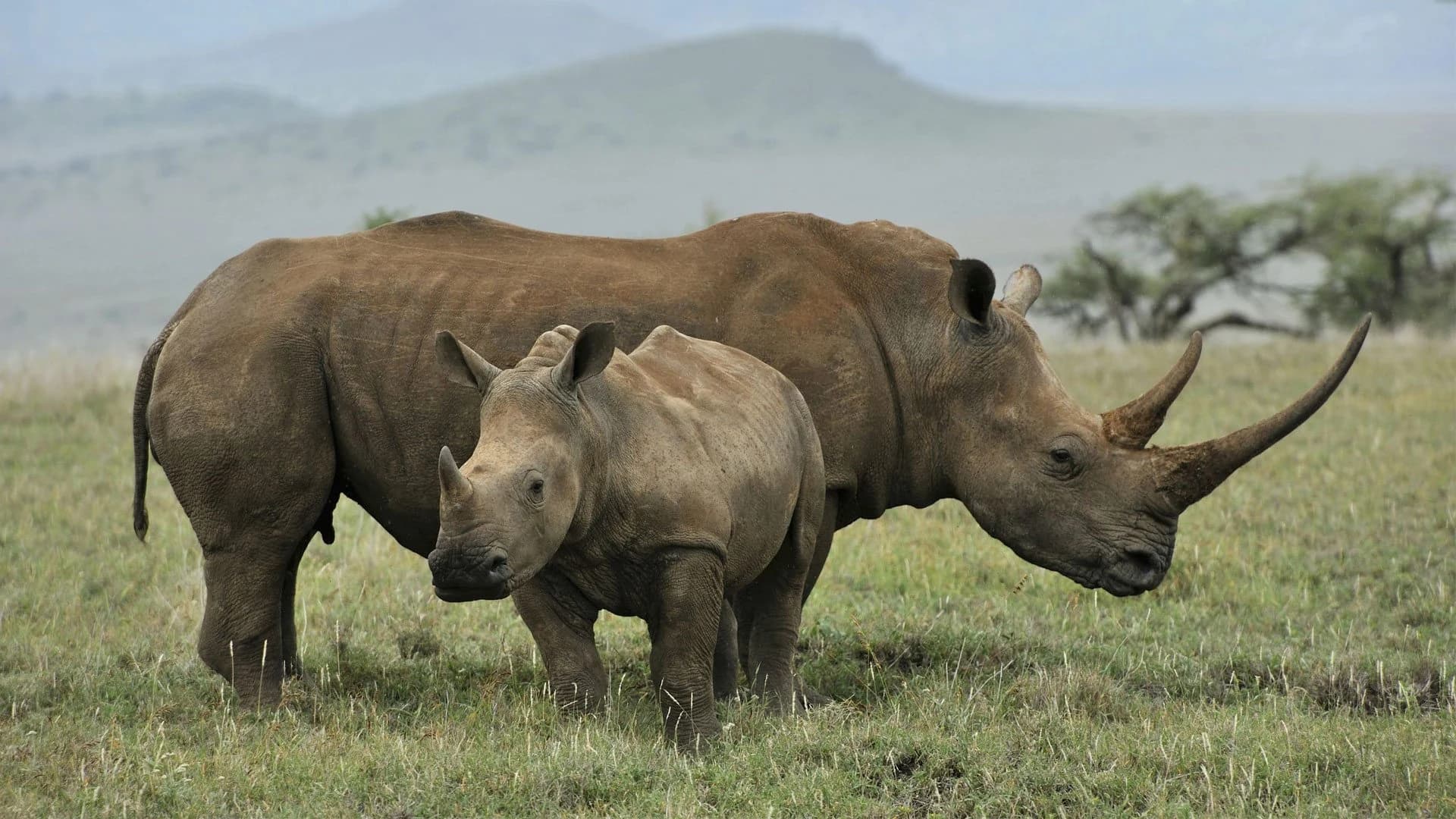 White rhino with calf in green grass, misty hills behind