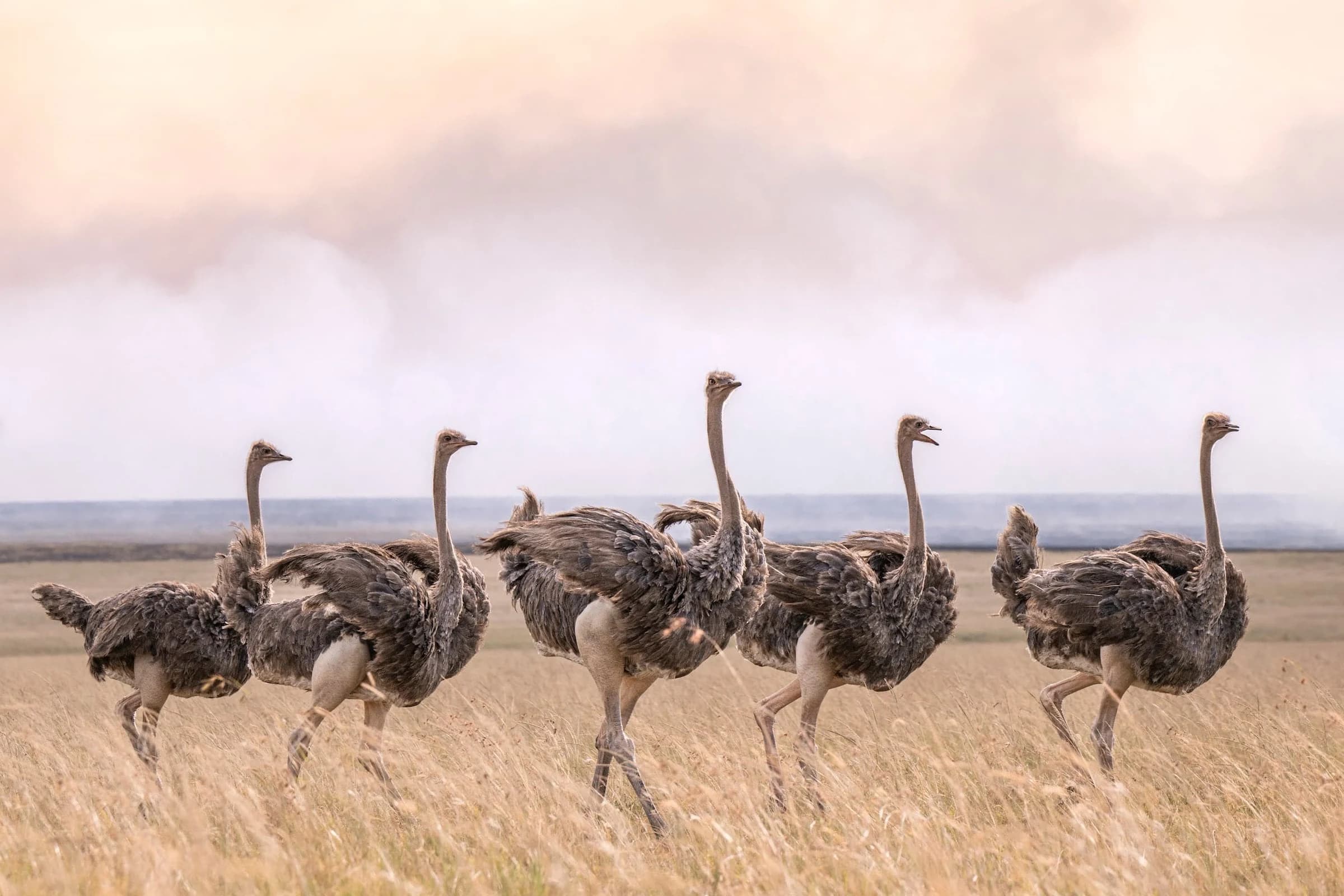 Five ostriches walking across dry grass under a pale pink sky
