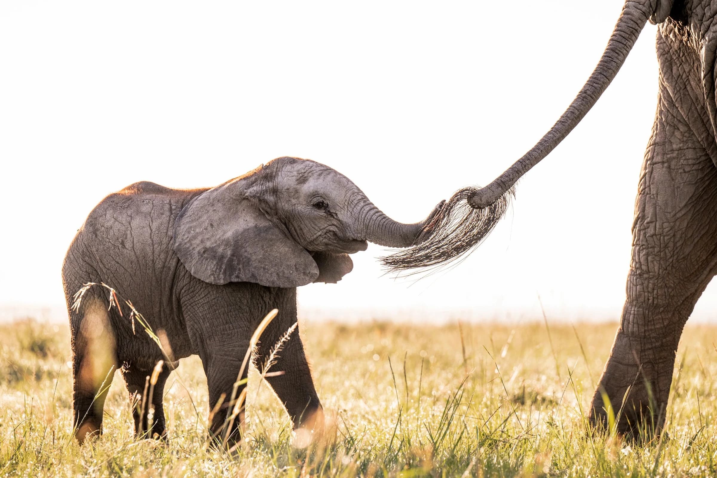 Baby elephant reaching for its mother's tail in bright grass