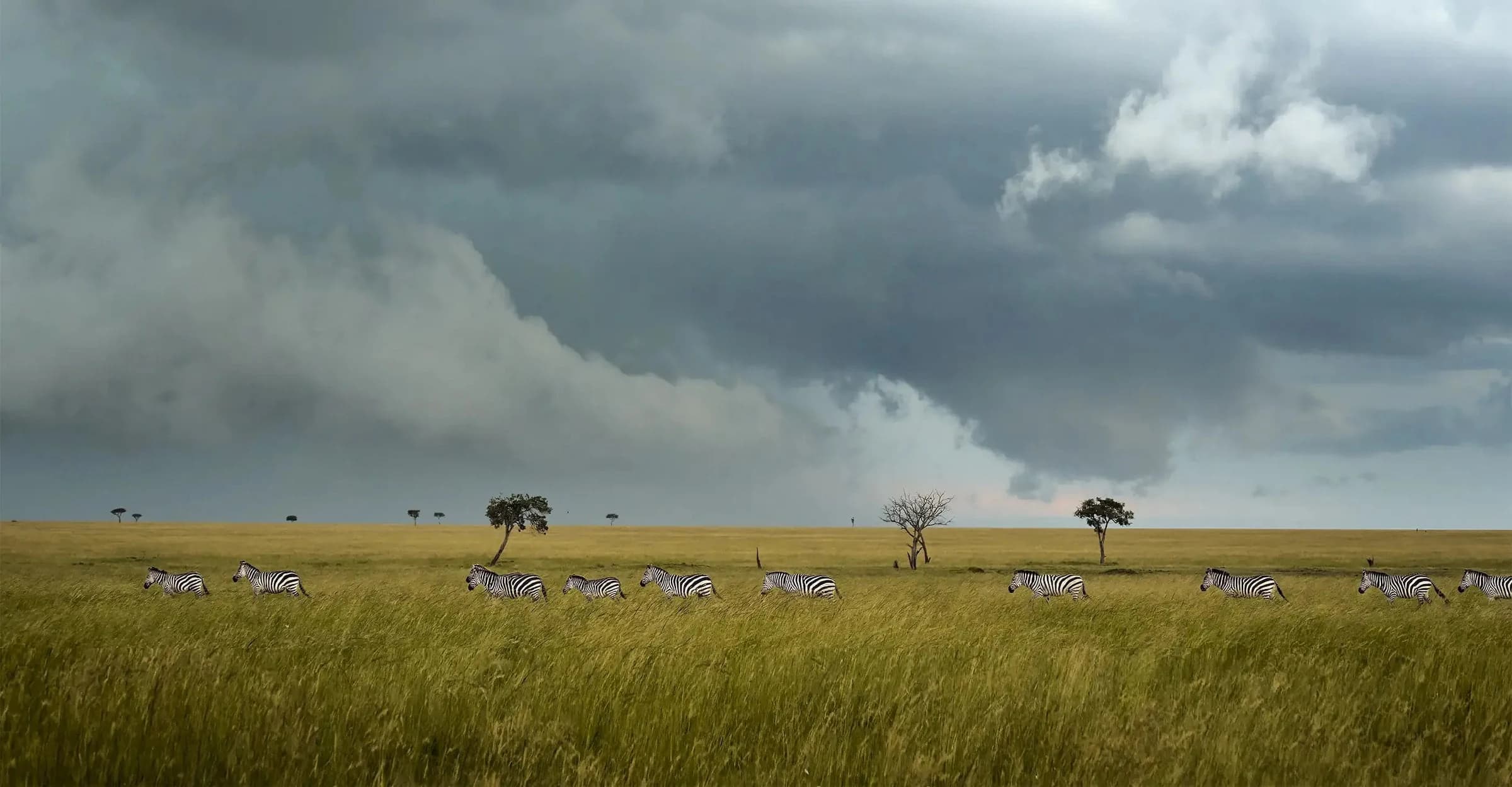 Storm clouds over green plain with a line of grazing zebra