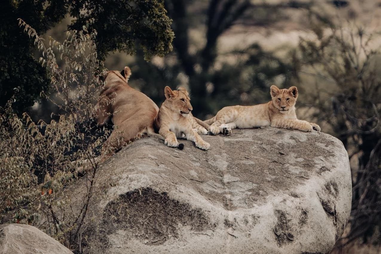 Three lion cubs resting on a granite rock