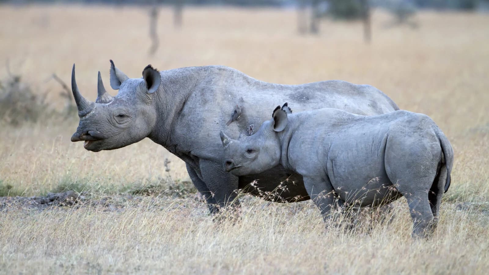 Black rhino with calf standing in dry grass