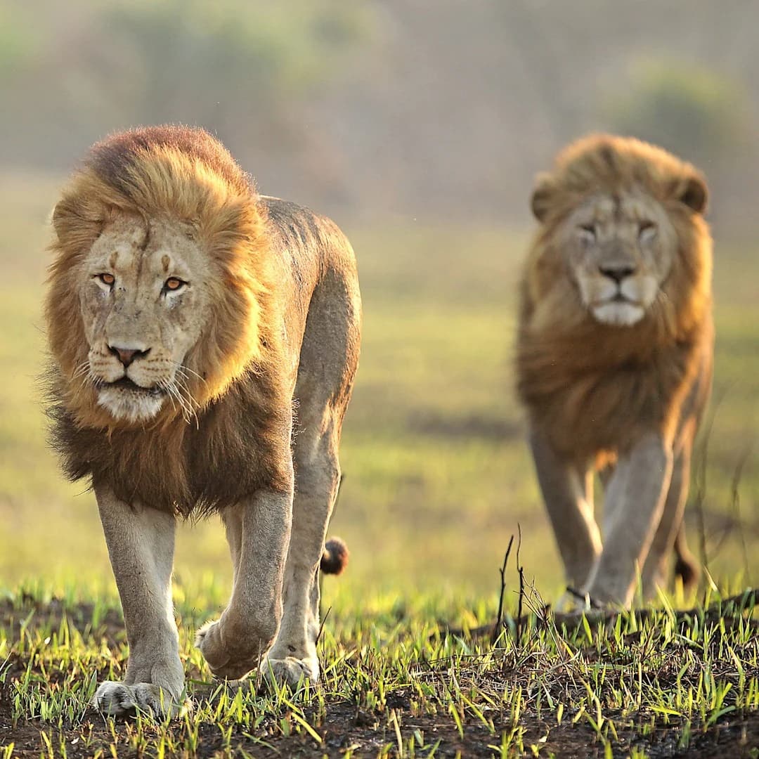 Two male lions walking side by side through green grass, square