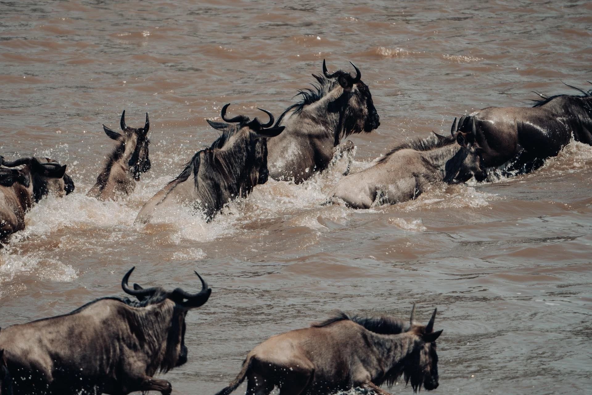Wildebeest wading and splashing across a river
