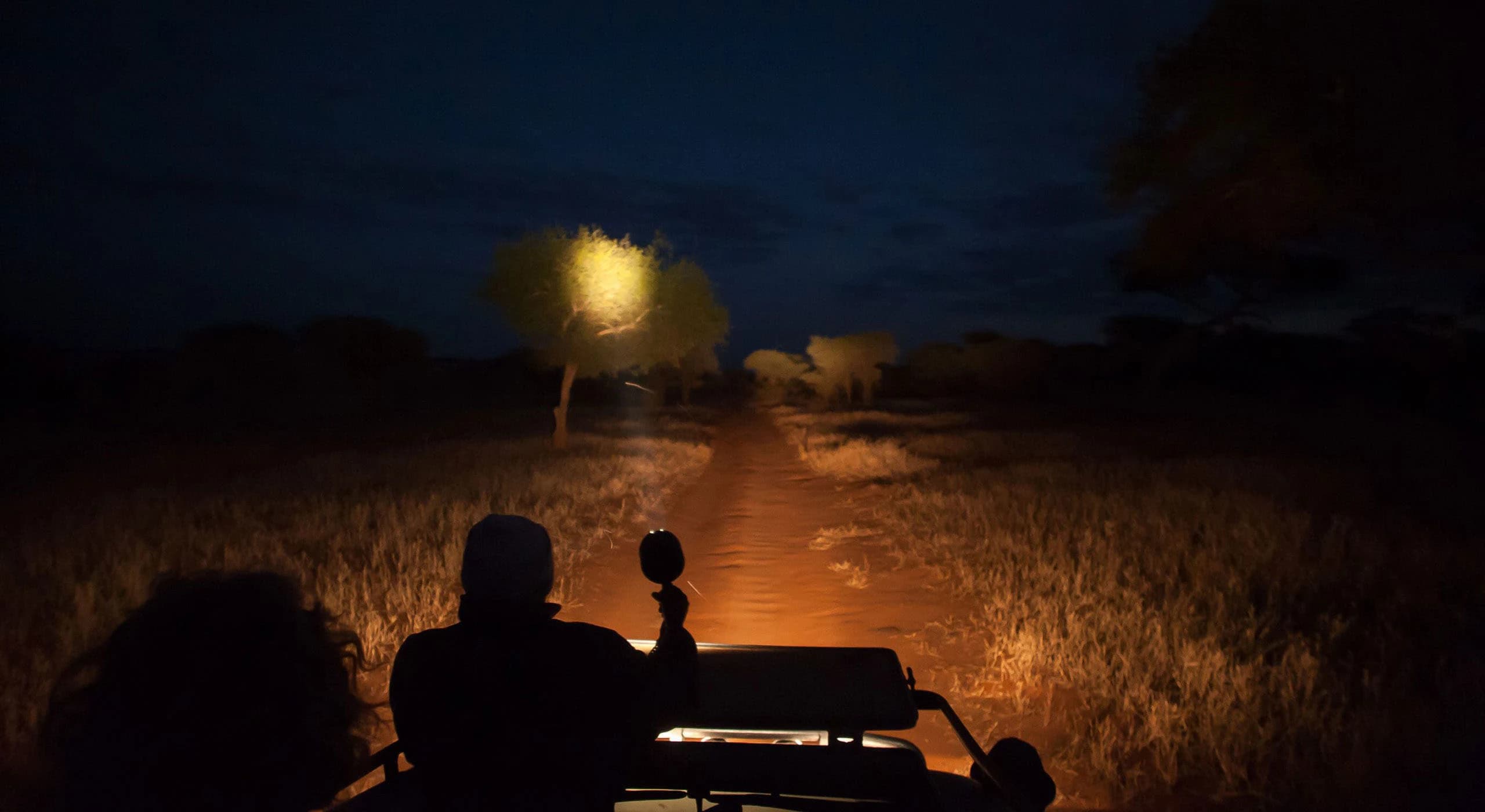 Temporary image: a night game drive with a spotlight illuminating a tree ahead