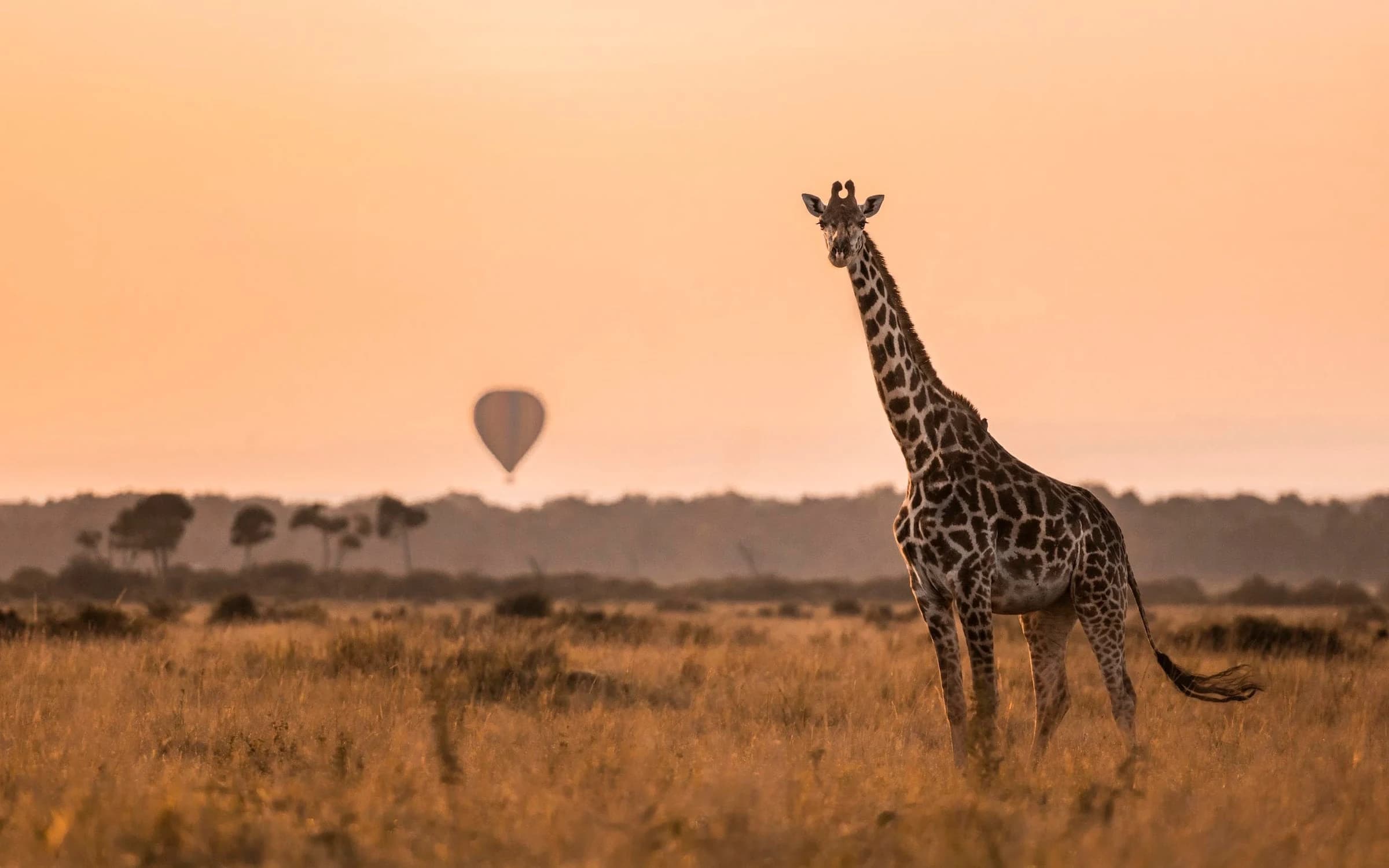 Giraffe silhouetted in amber light with a hot air balloon behind