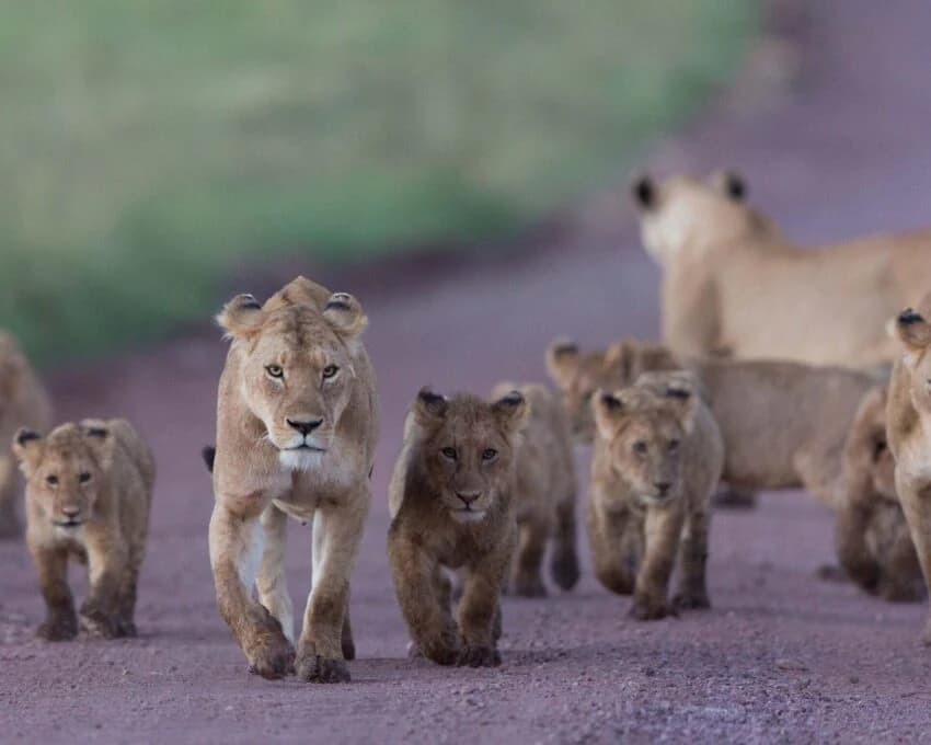 Lion pride with cubs walking along a dirt road