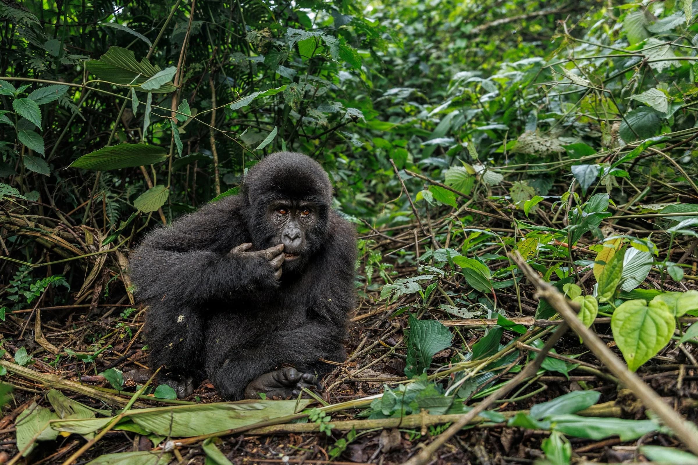 Young gorilla seated on forest floor in green leaves