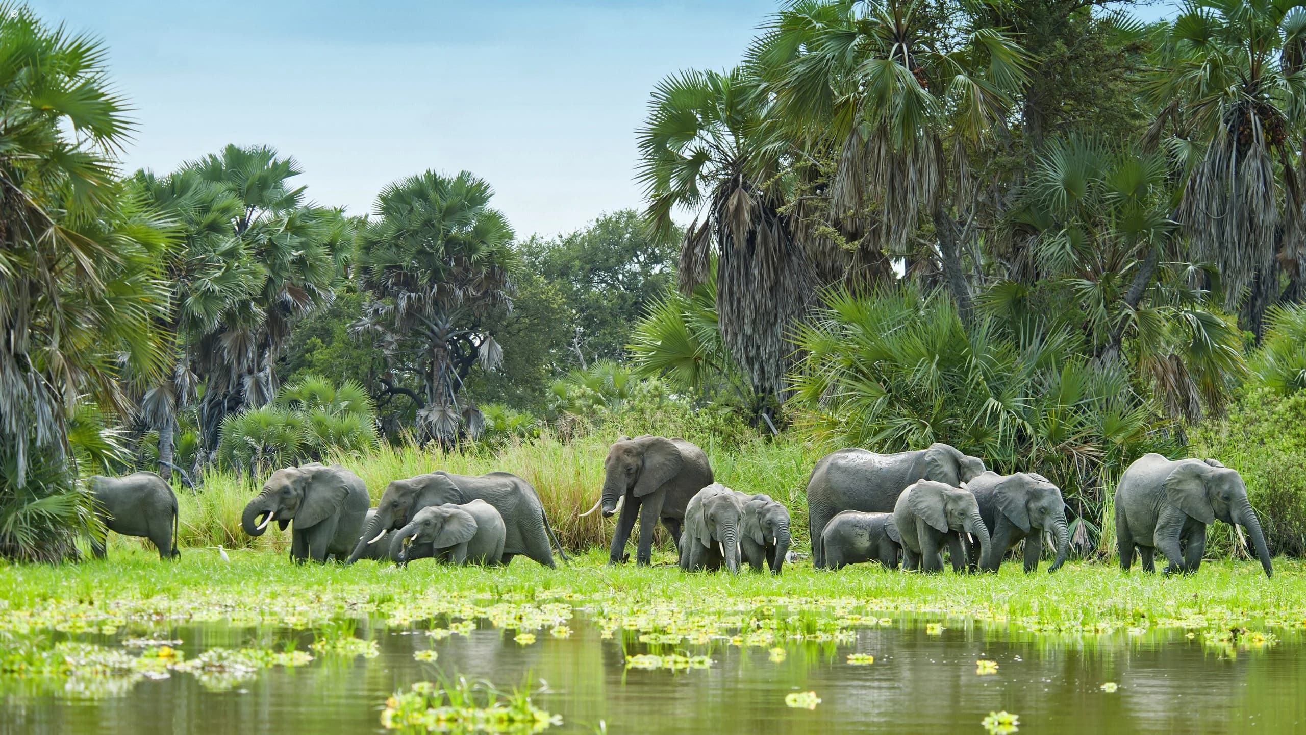Elephant herd feeding in a green lily covered pond with palms