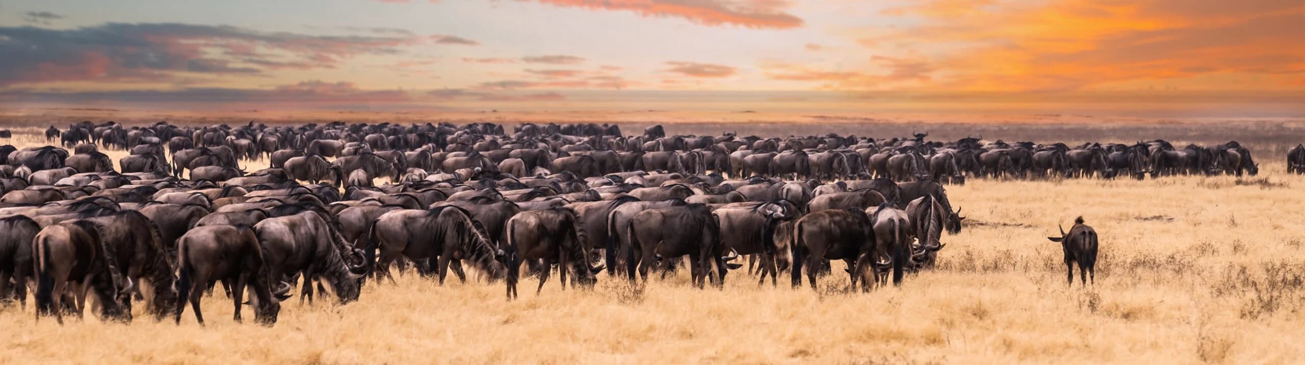 Ultra wide panorama of wildebeest herd at sunset
