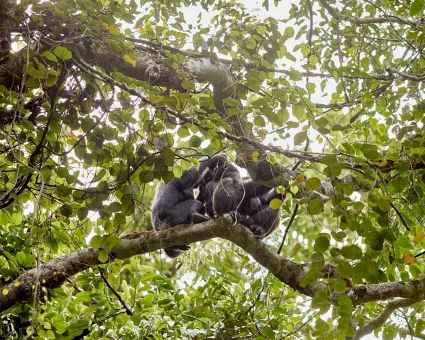 Chimpanzees sitting high on a branch in bright leaves