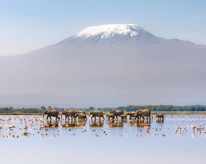 Elephants wading through shallow water with flamingos below snow capped Kilimanjaro