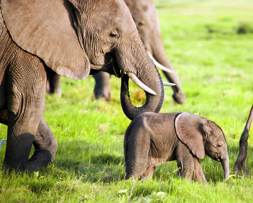 Elephant family with calf on bright green grass, close