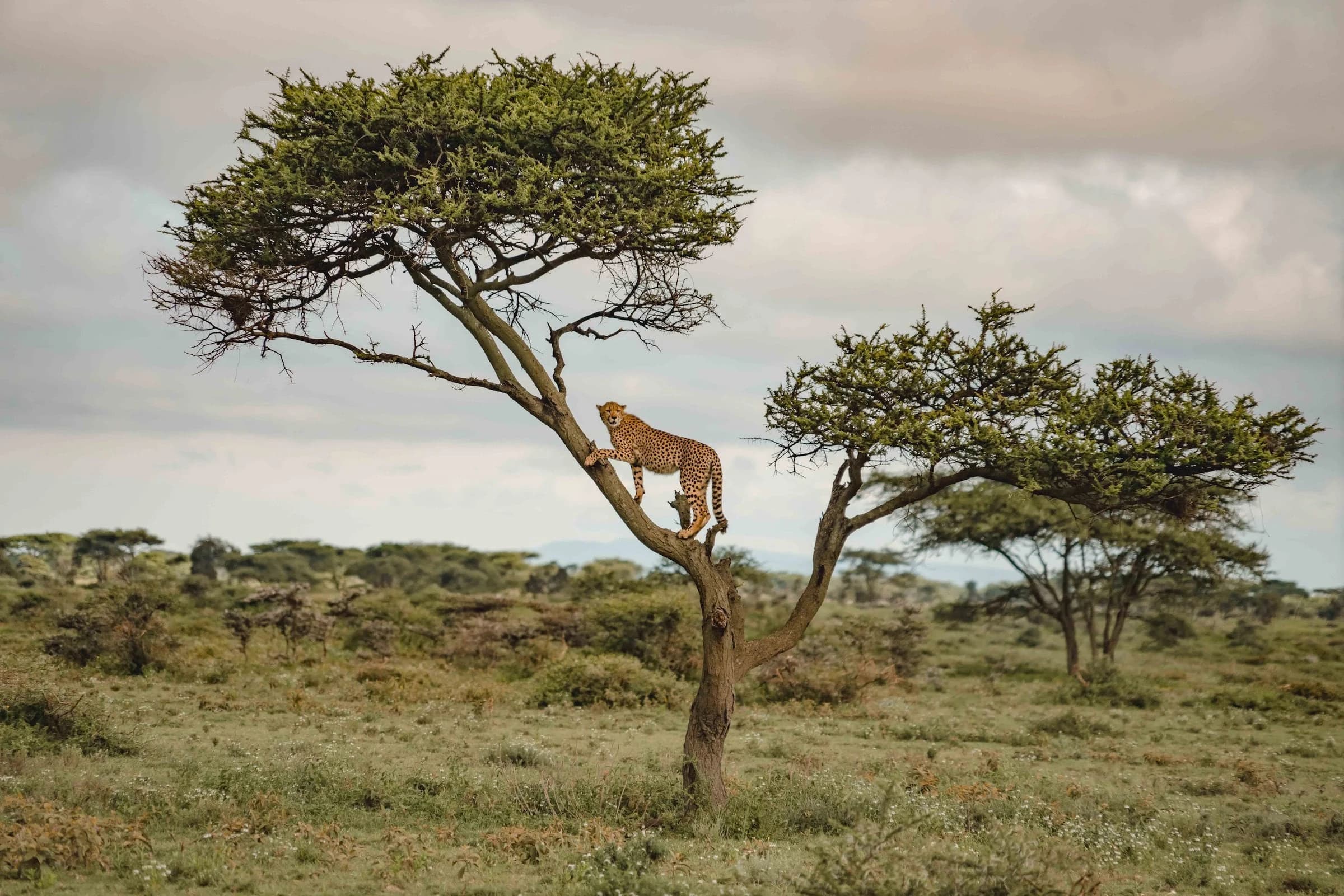 Cheetah in an acacia tree above green grassland