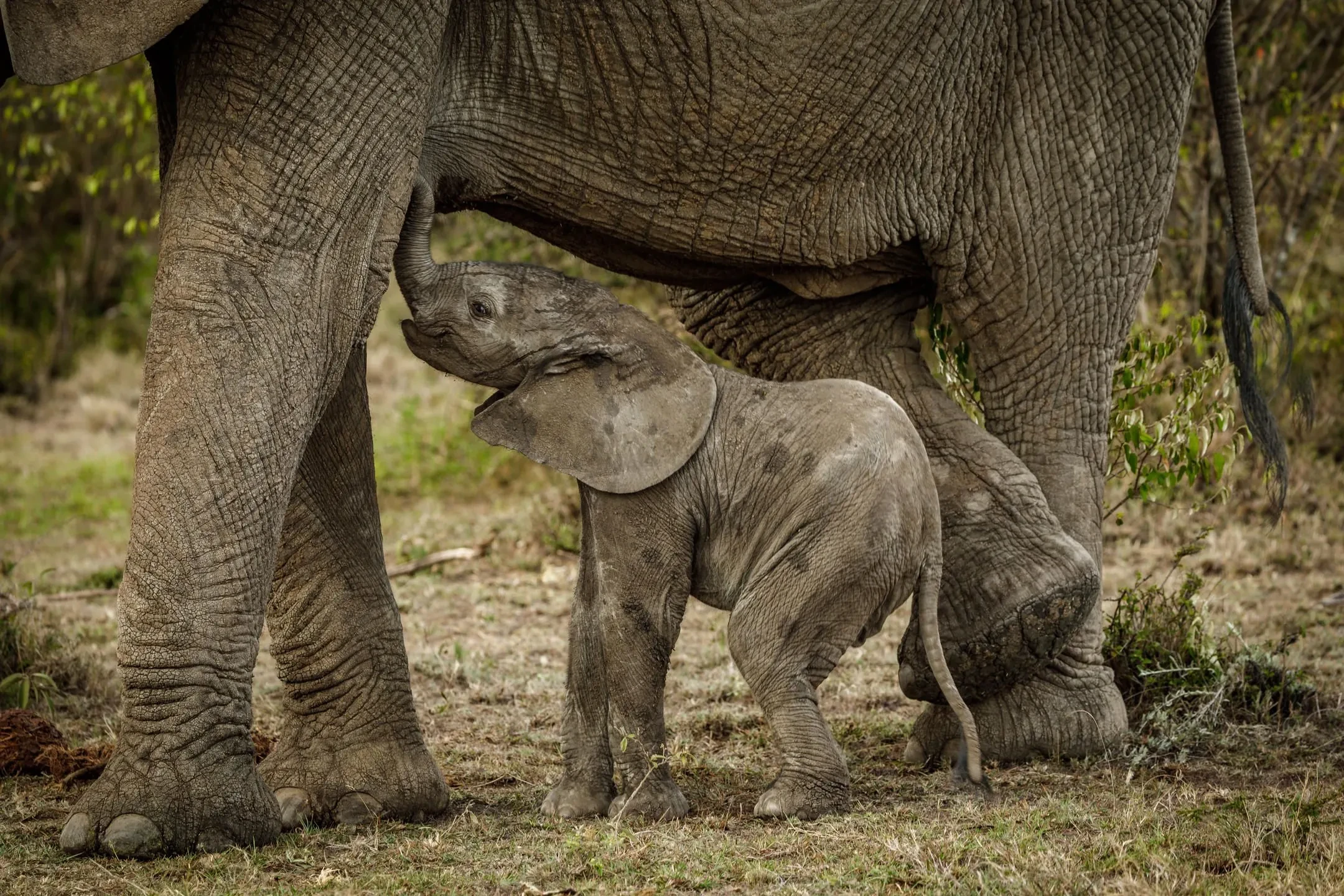 A calf shelters beneath its mother on a quiet conservancy morning.