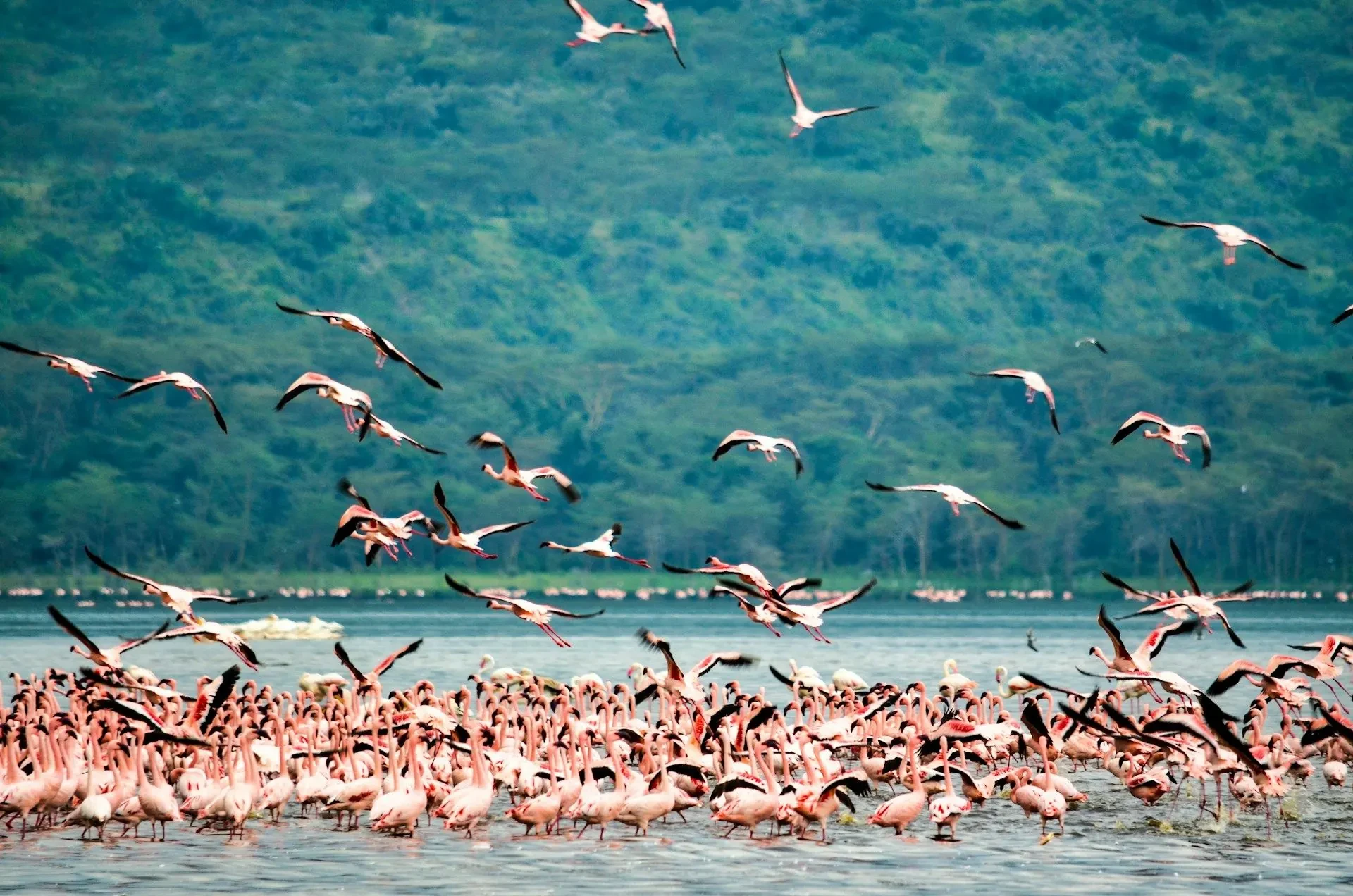 Flamingos crowd the shallows of Lake Nakuru in a wash of pink.