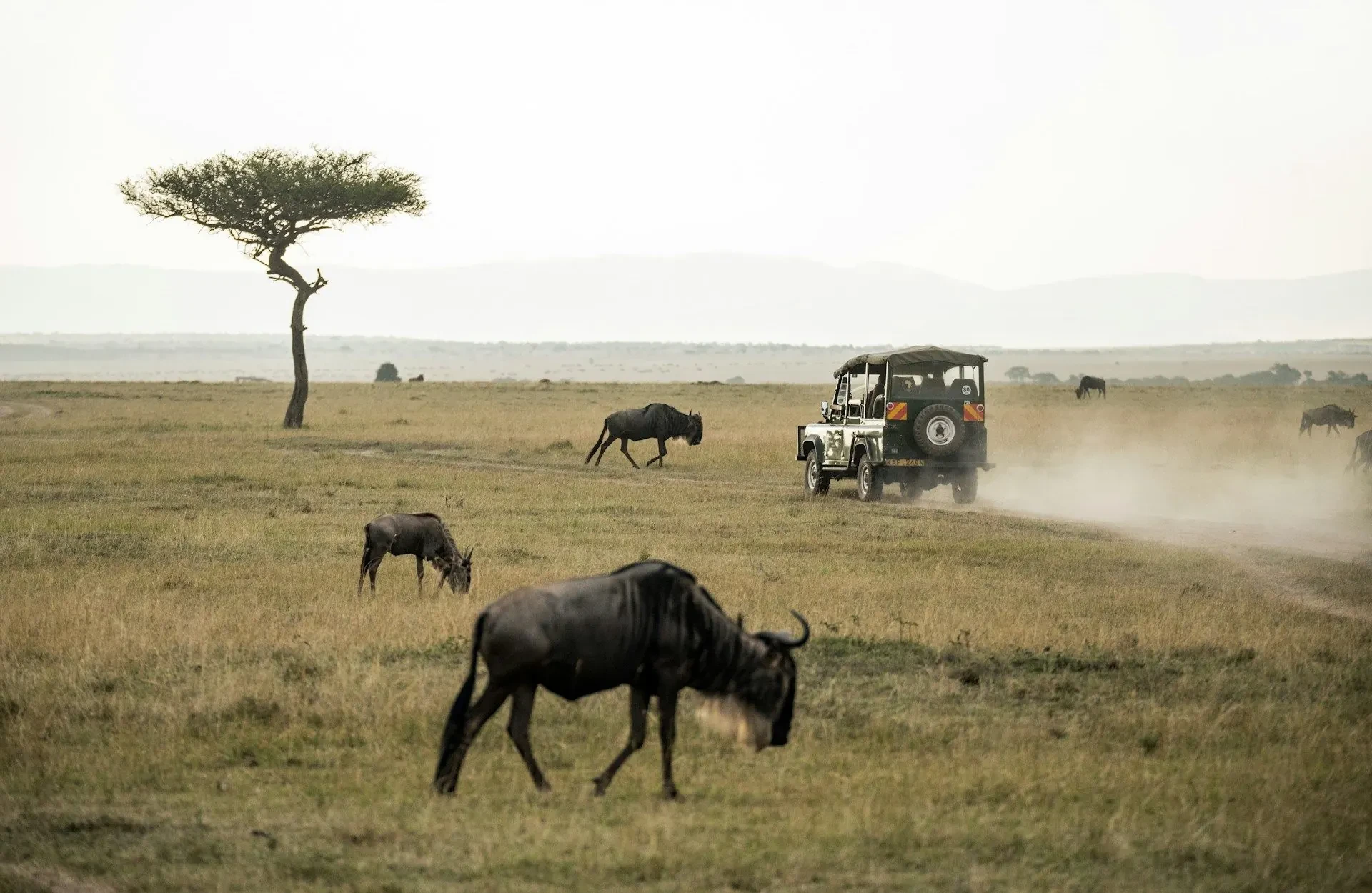 Wildebeest move across the green plains of the conservancy under a wide sky.